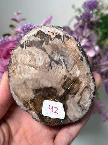 Petrified Wood Slab 42