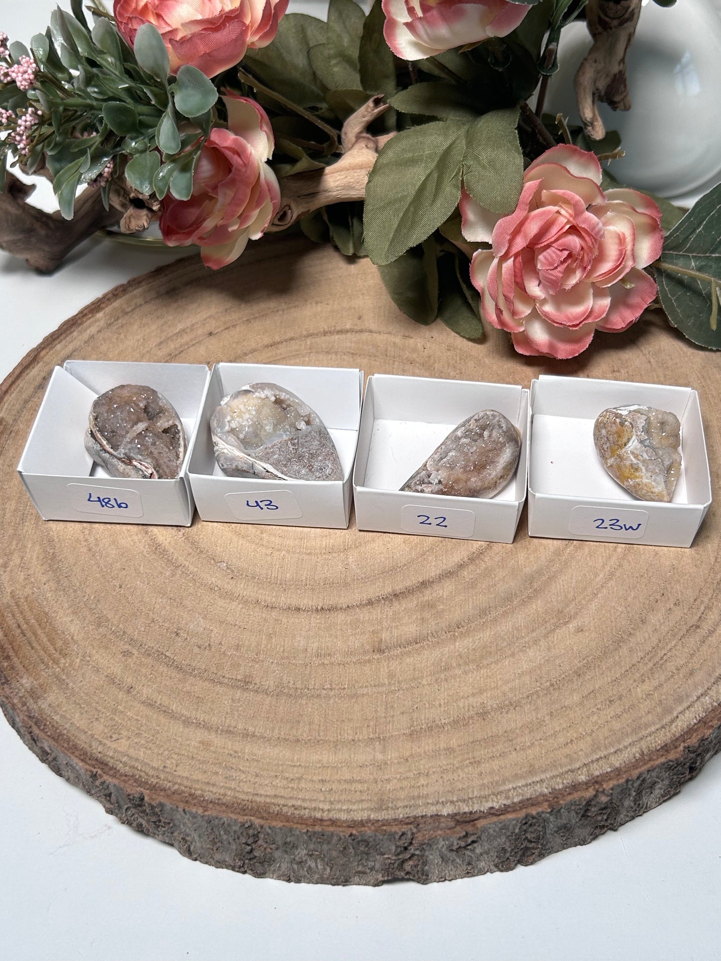 Fossilized Quartz Shells