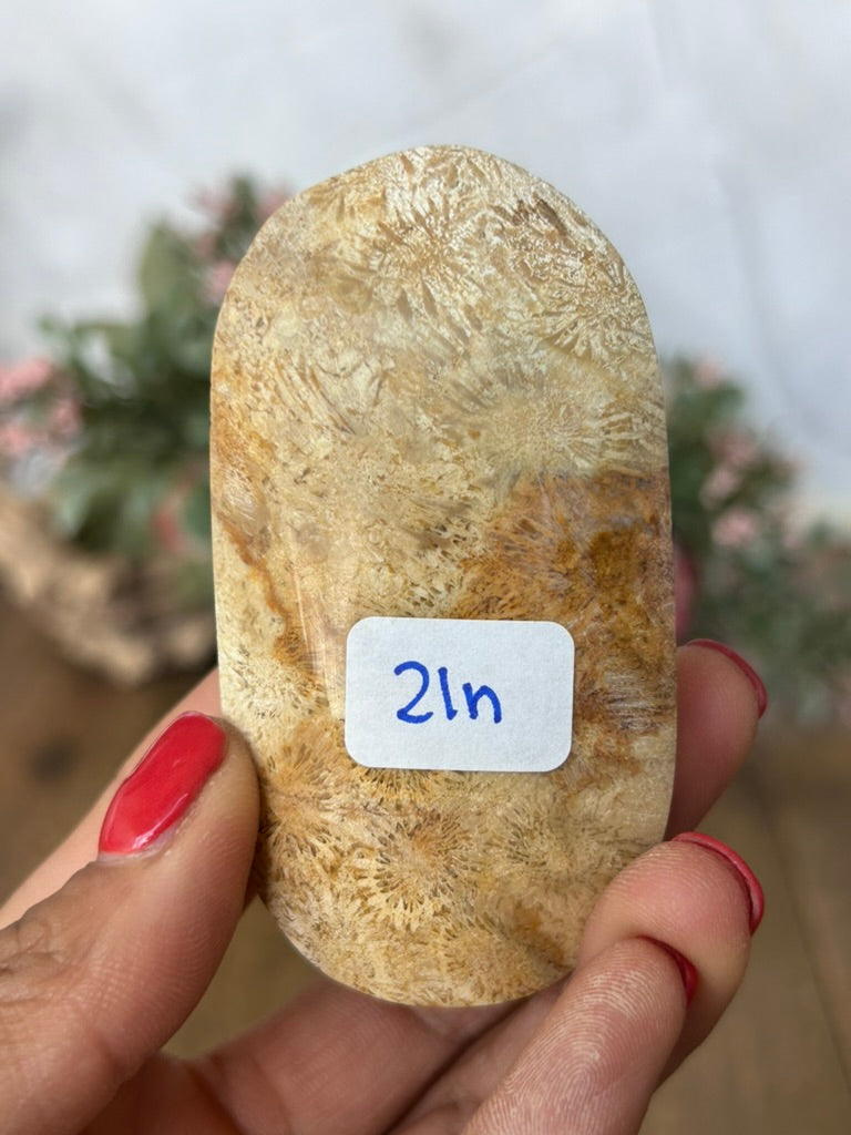 Coral Palm 21n