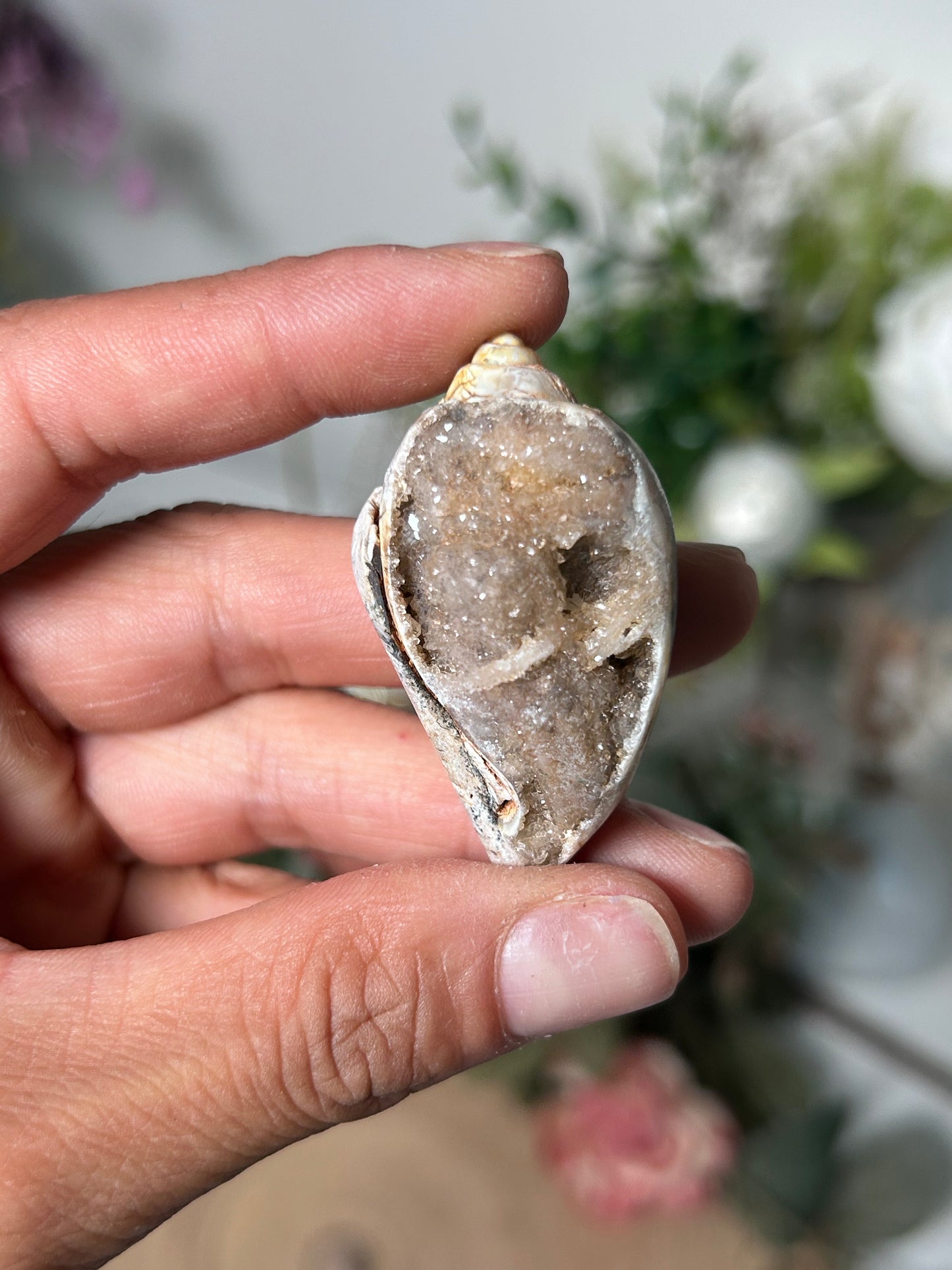 Fossilized Quartz Shells