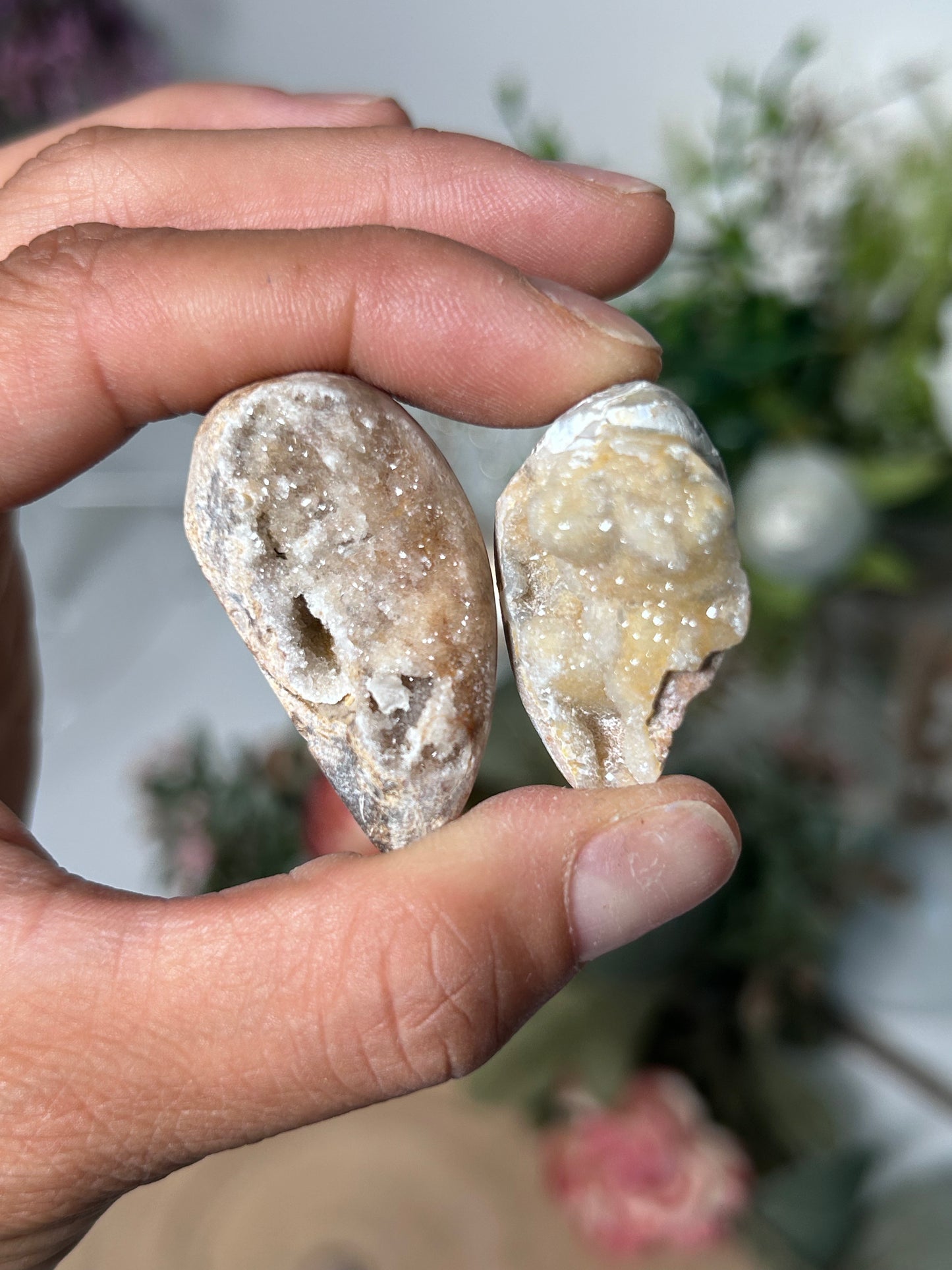 Fossilized Quartz Shells