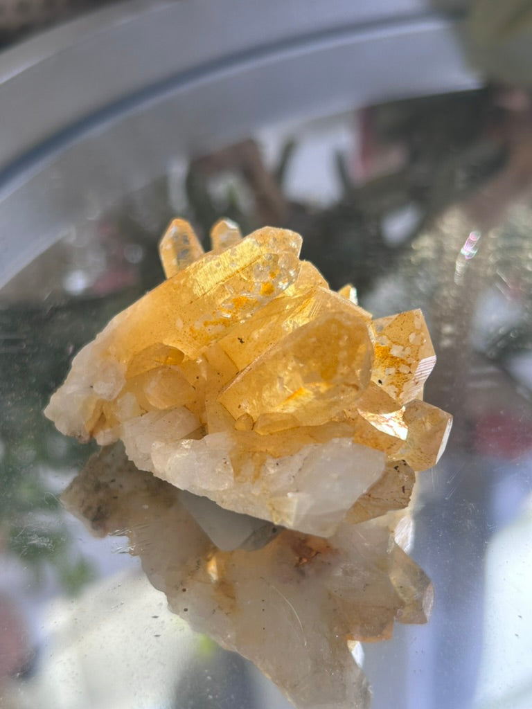 Natural Iridescence Golden Healer - Santander, Colombia 40