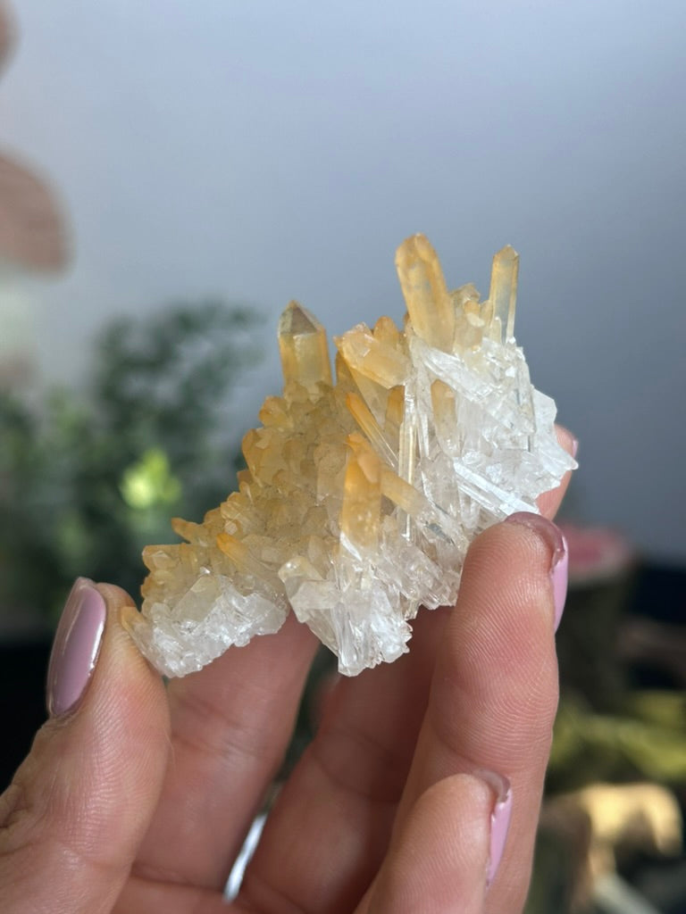 Natural Iridescence Golden Healer - Santander, Colombia 44