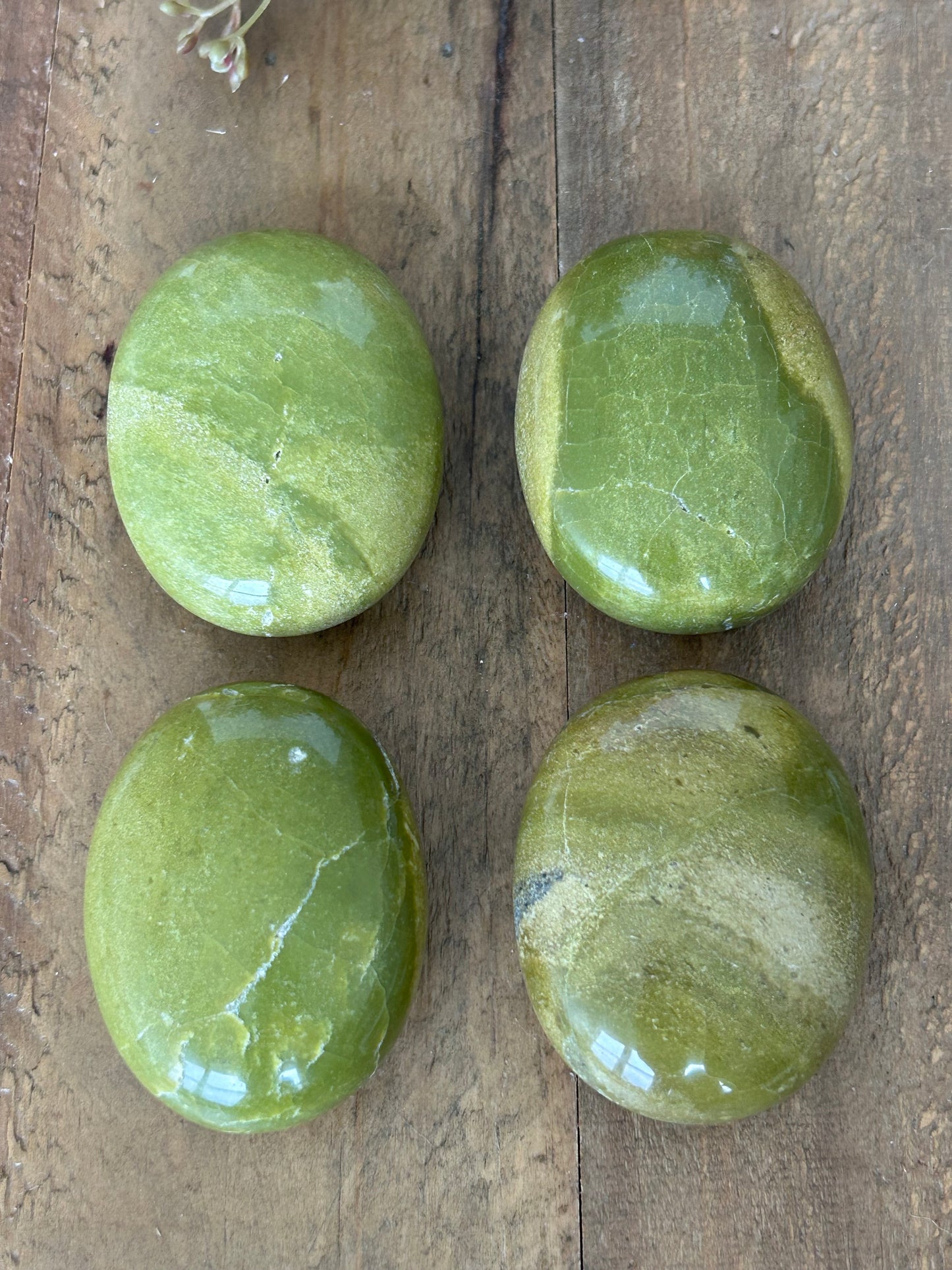 Avocado Jasper Palms