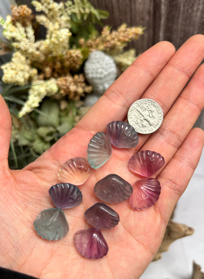 Mini Rainbow Fluorite Sea Shells