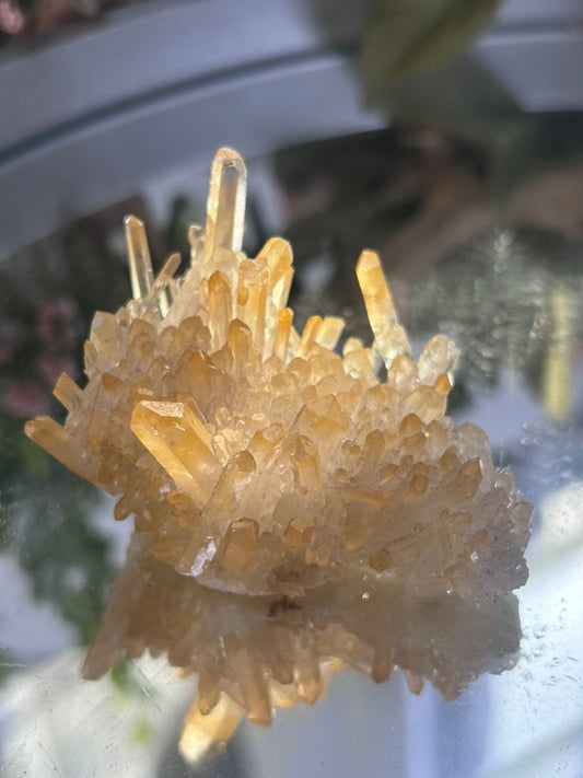 Natural Iridescence Golden Healer - Santander, Colombia 44