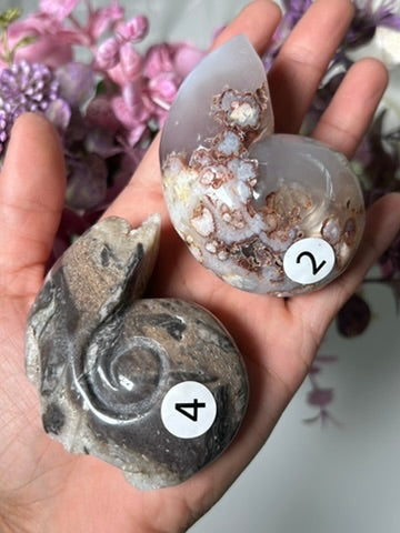 Sphalerite Shell & Flower Agate Shell