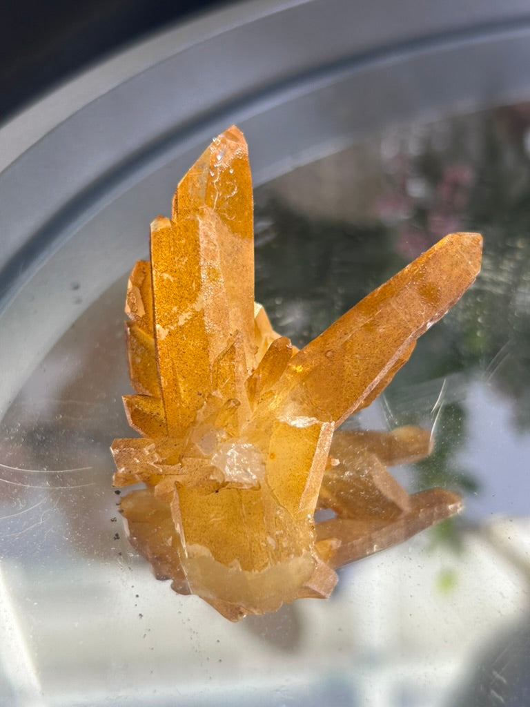 Natural Iridescence Golden Healer - Santander, Colombia 27