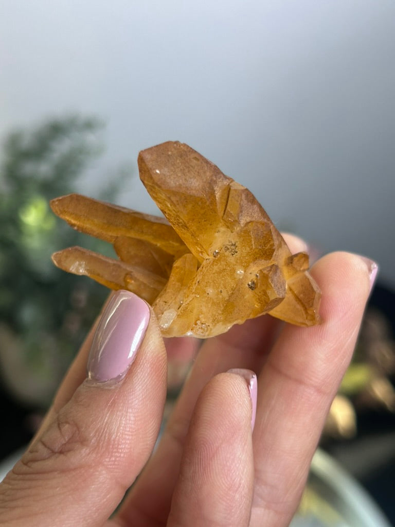 Natural Iridescence Golden Healer - Santander, Colombia 27