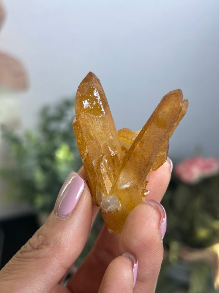 Natural Iridescence Golden Healer - Santander, Colombia 27