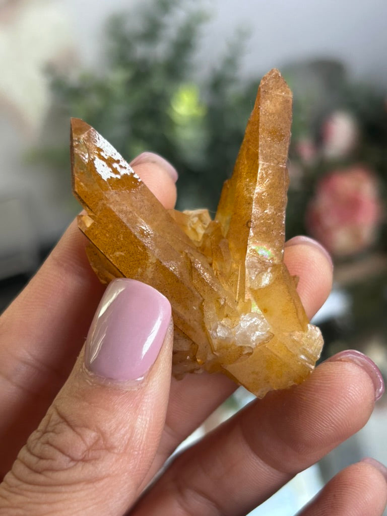 Natural Iridescence Golden Healer - Santander, Colombia 27