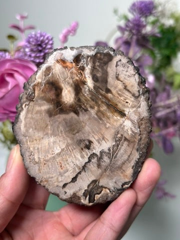 Petrified Wood Slab 42