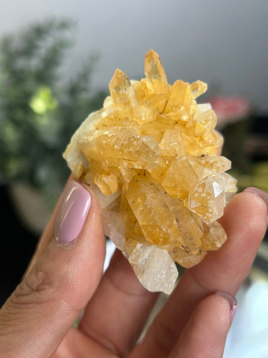 Natural Iridescence Golden Healer - Santander, Colombia 40