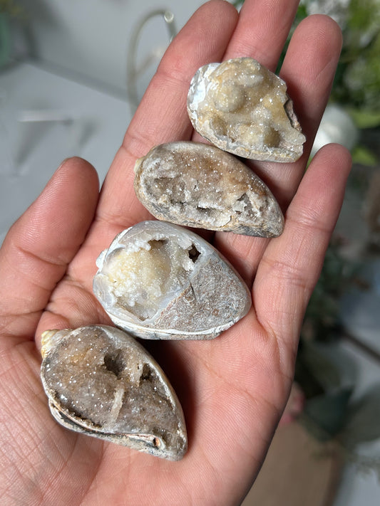 Fossilized Quartz Shells