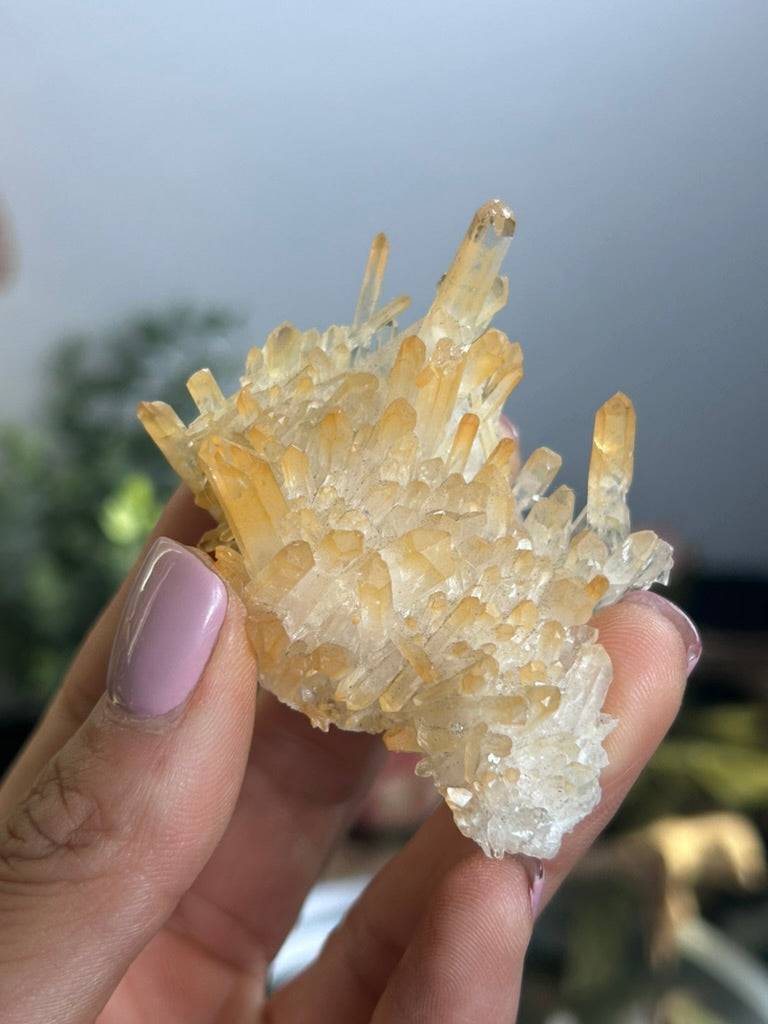Natural Iridescence Golden Healer - Santander, Colombia 44