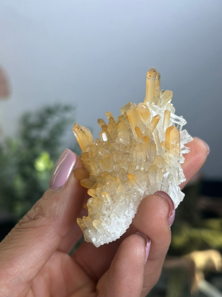 Natural Iridescence Golden Healer - Santander, Colombia 44