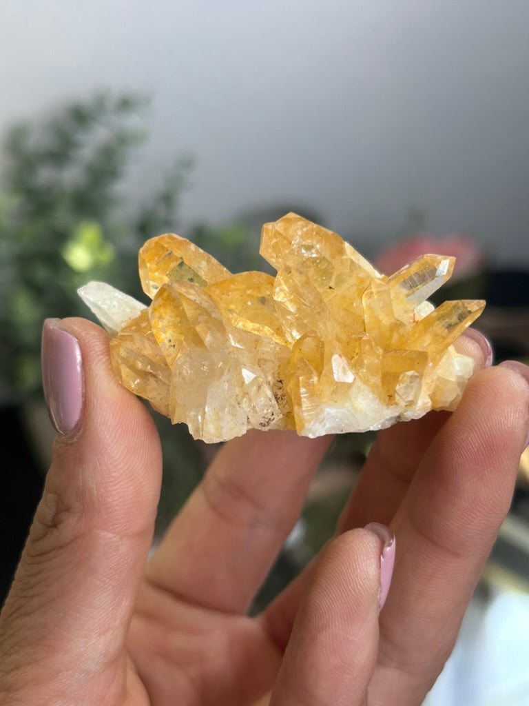 Natural Iridescence Golden Healer - Santander, Colombia 40