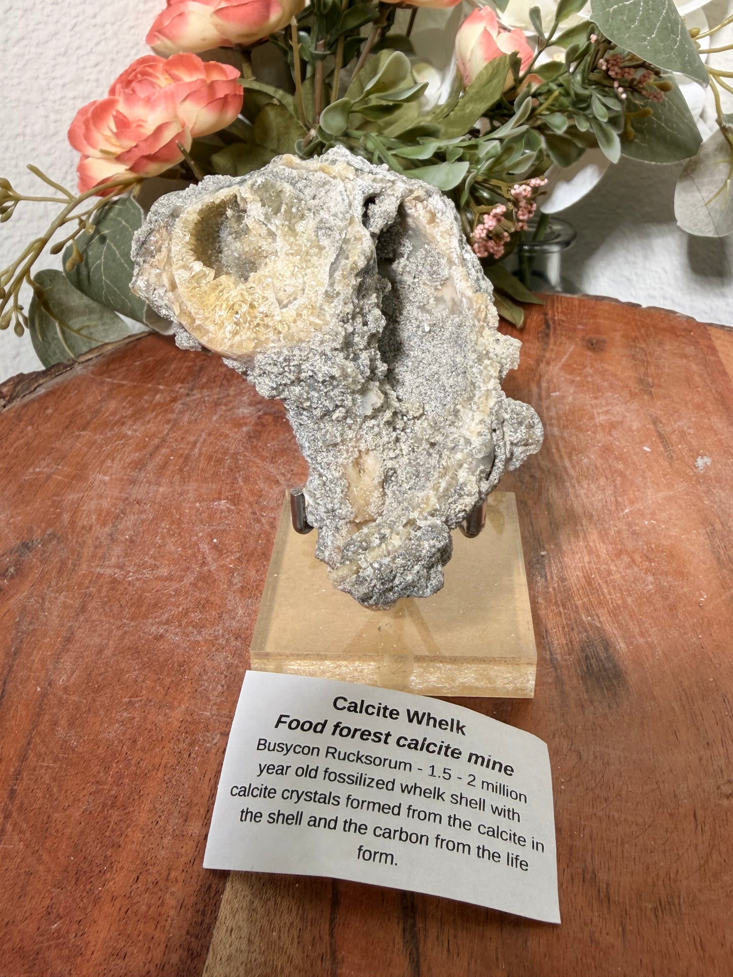 Calcite Whelk
