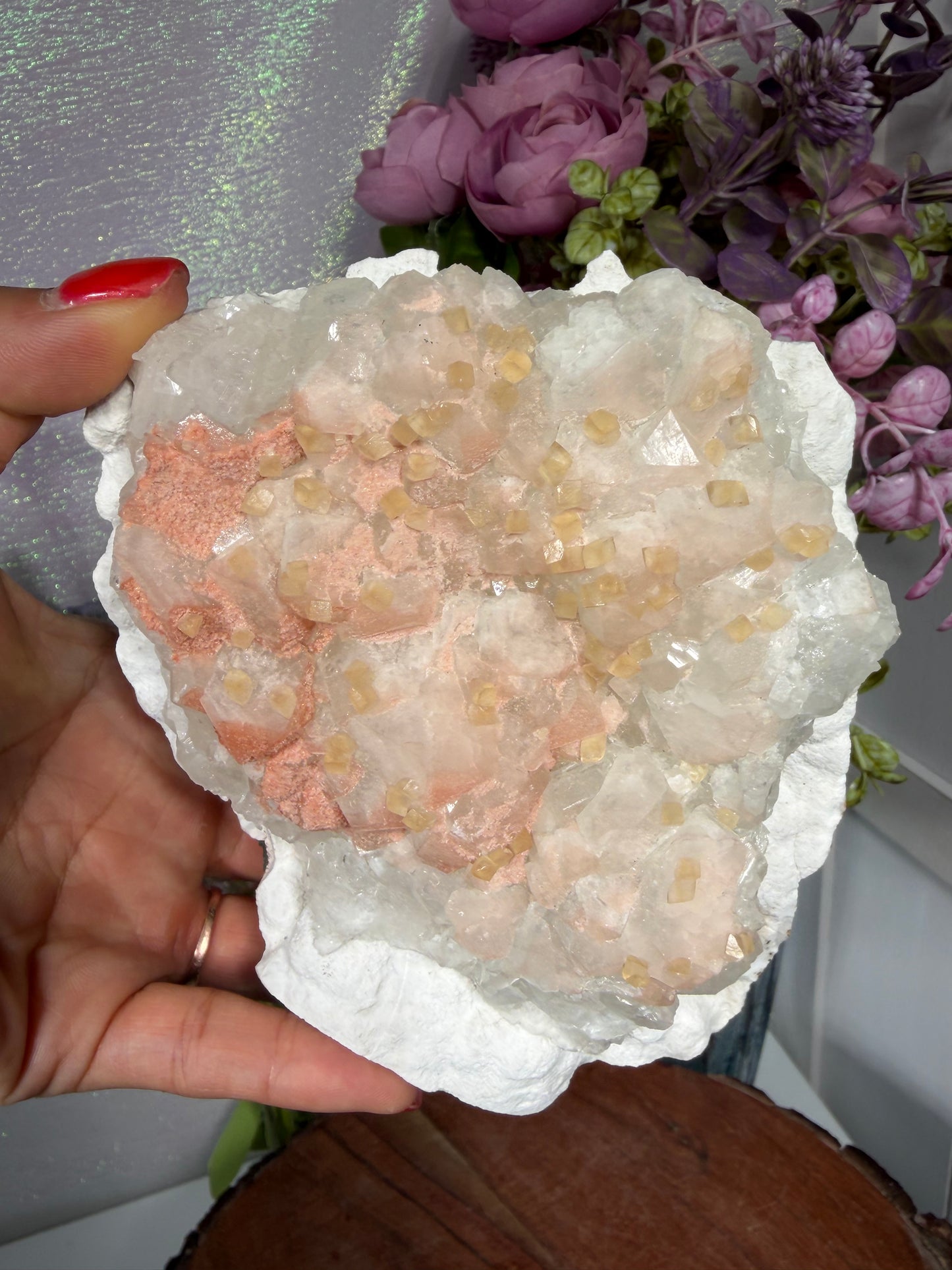 'Starlight Blush' 222