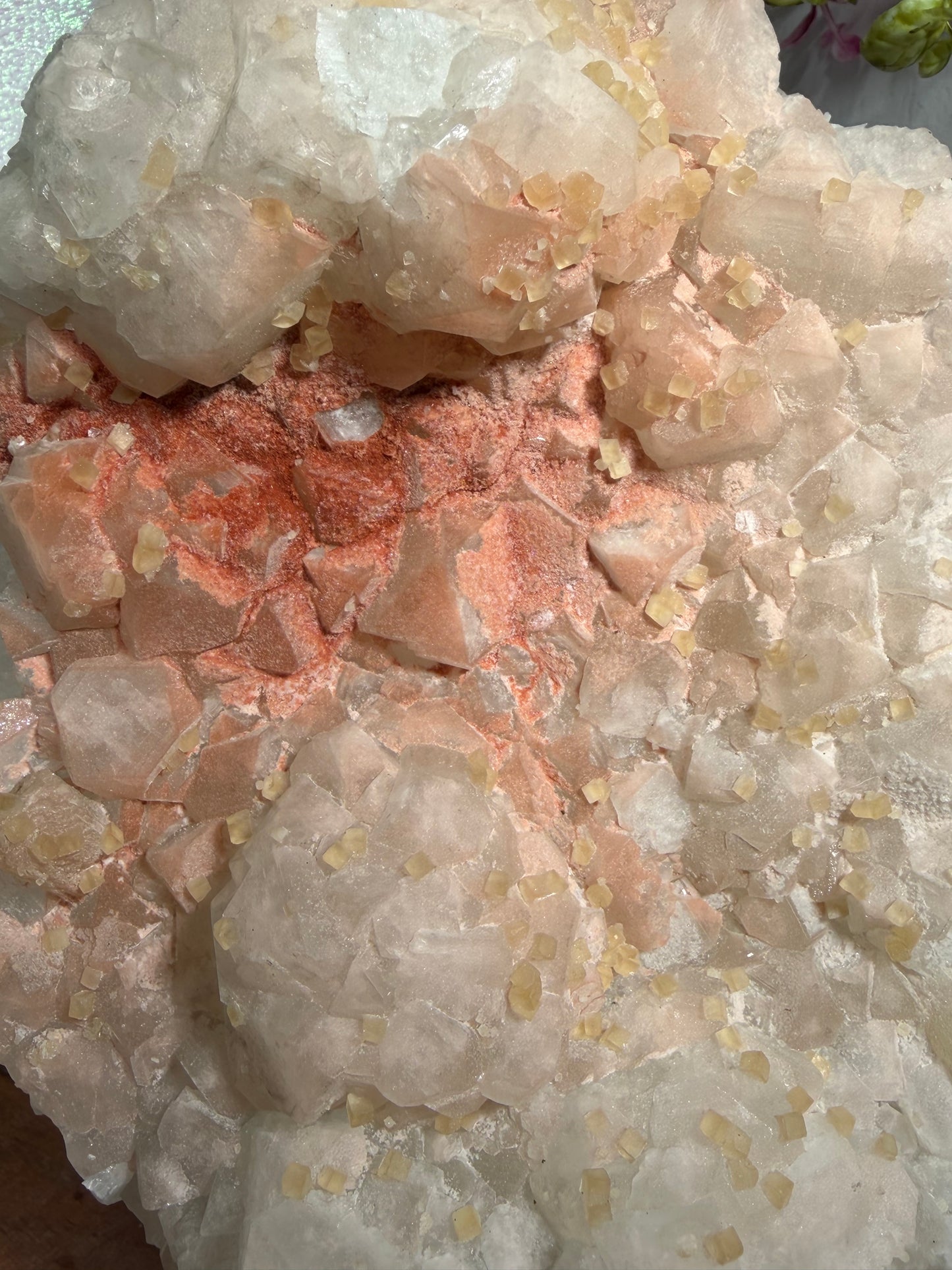 'Starlight Blush' 201