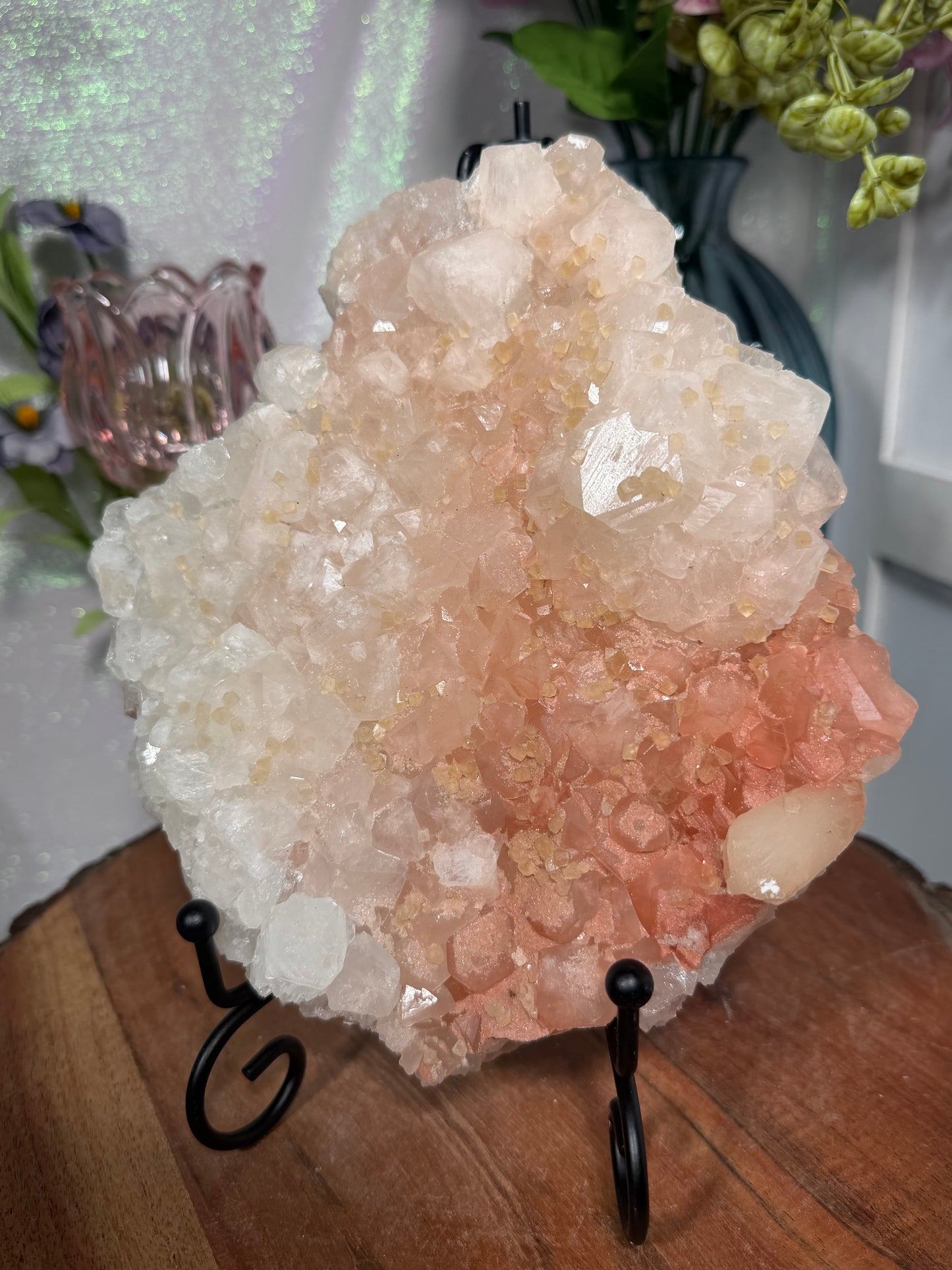 'Starlight Blush' 211
