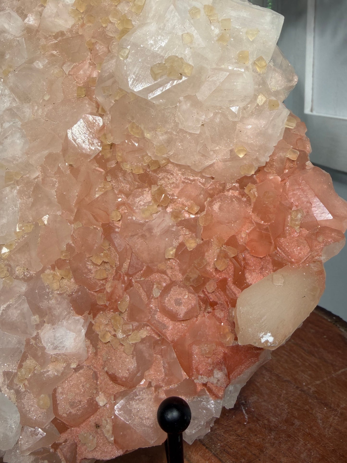 'Starlight Blush' 211