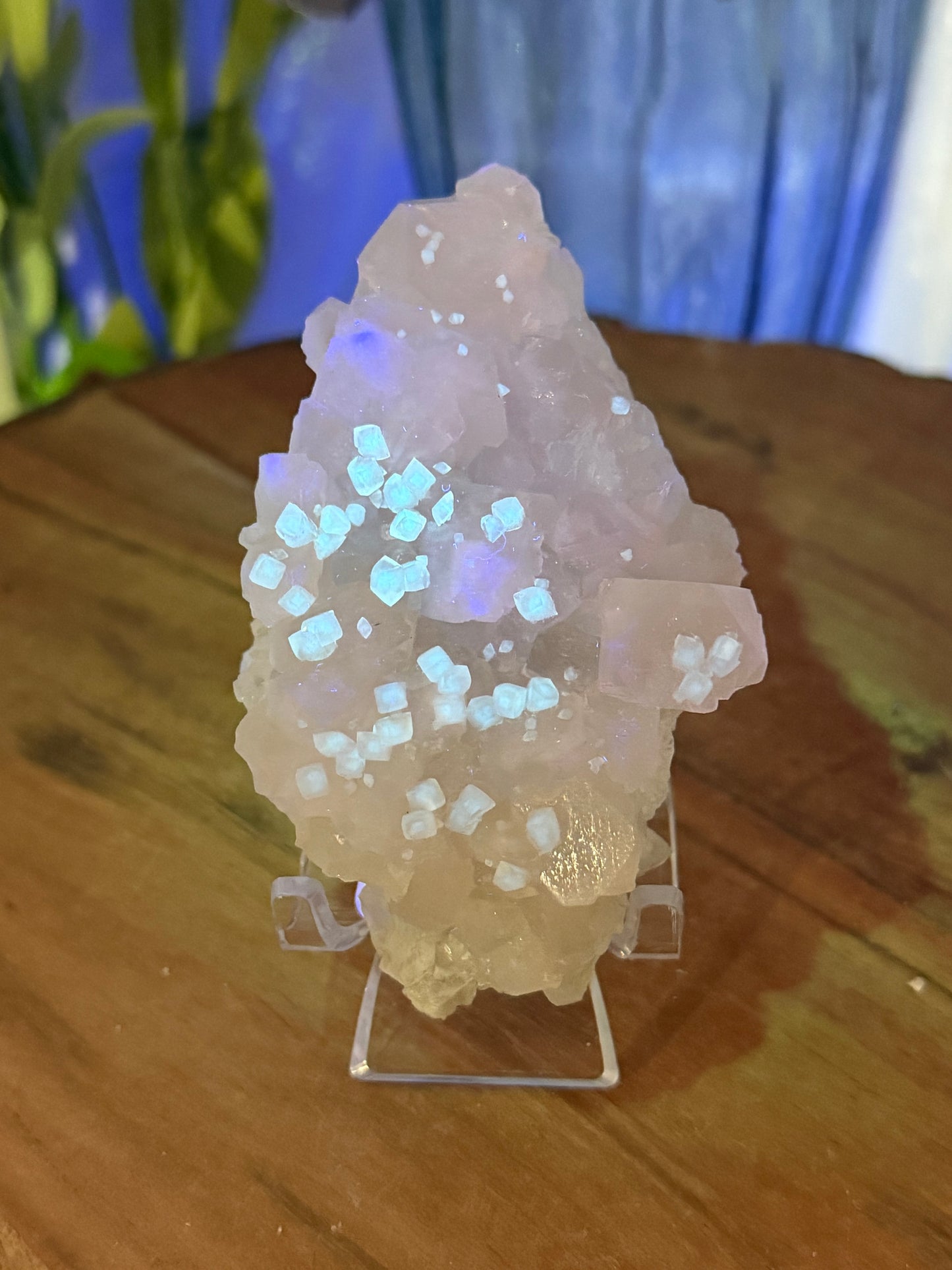'Starlight Blush' 35a