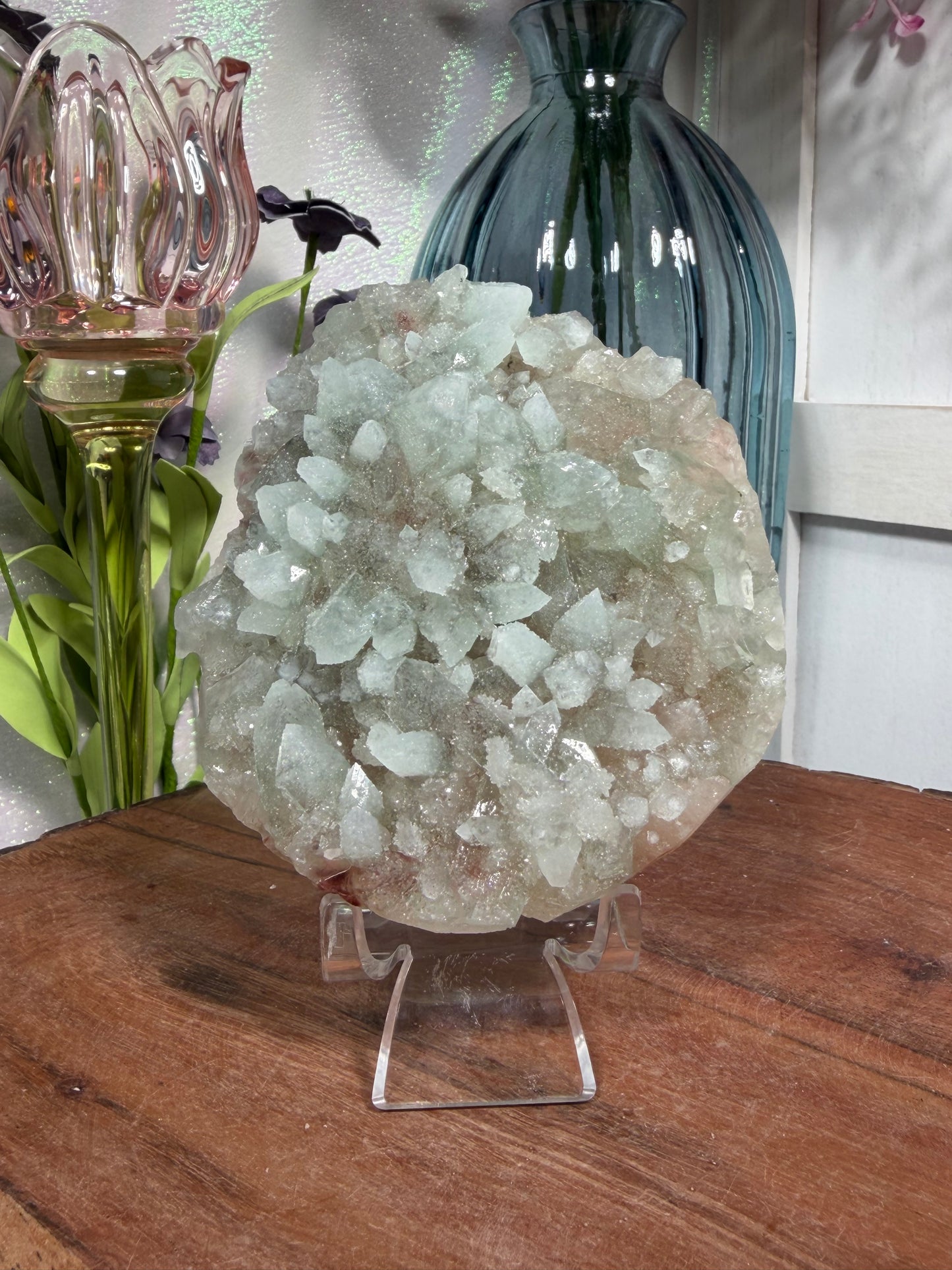 'Frosted Echeveria' 70b