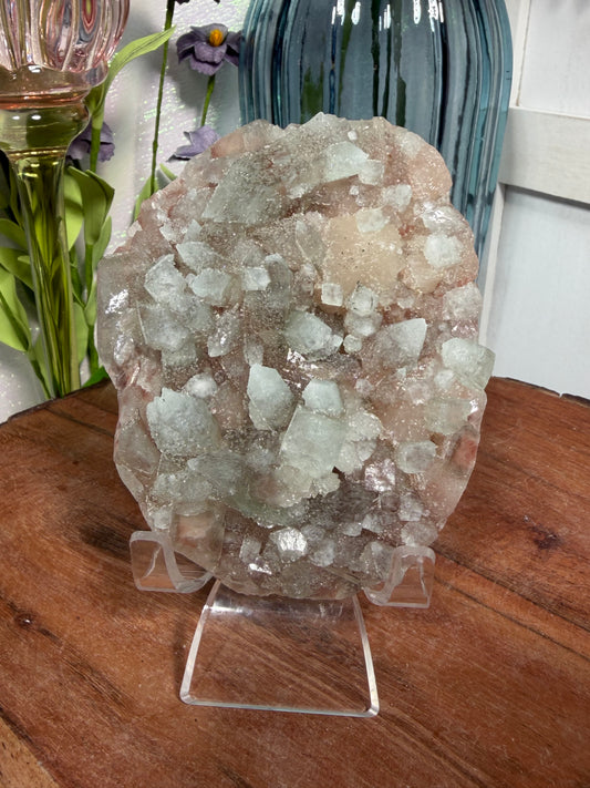 'Frosted Echeveria' 65