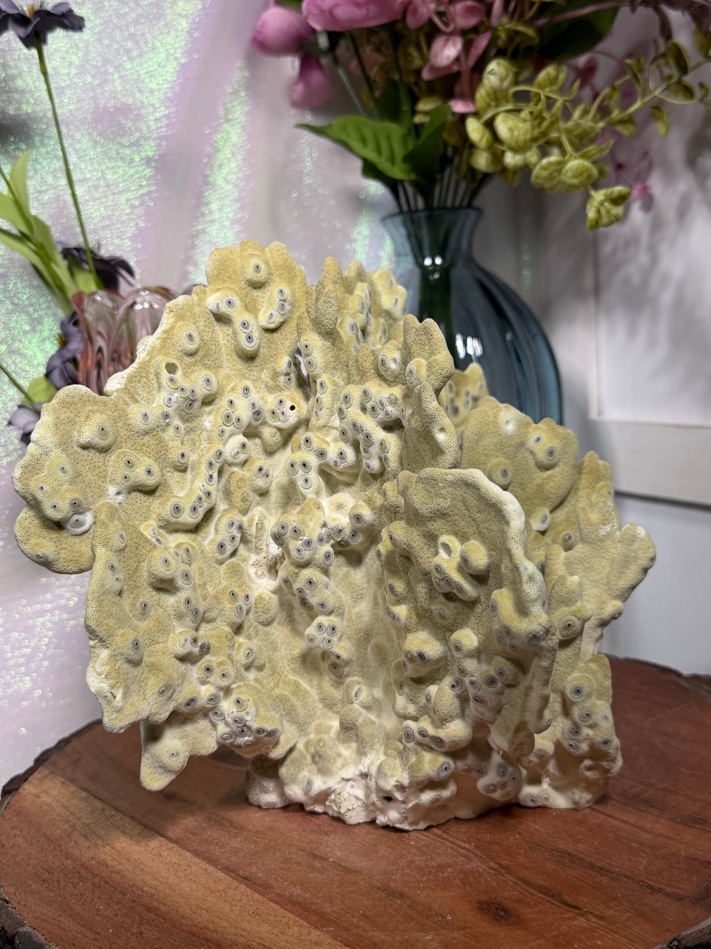 Fire Fossil Coral from the Philippines