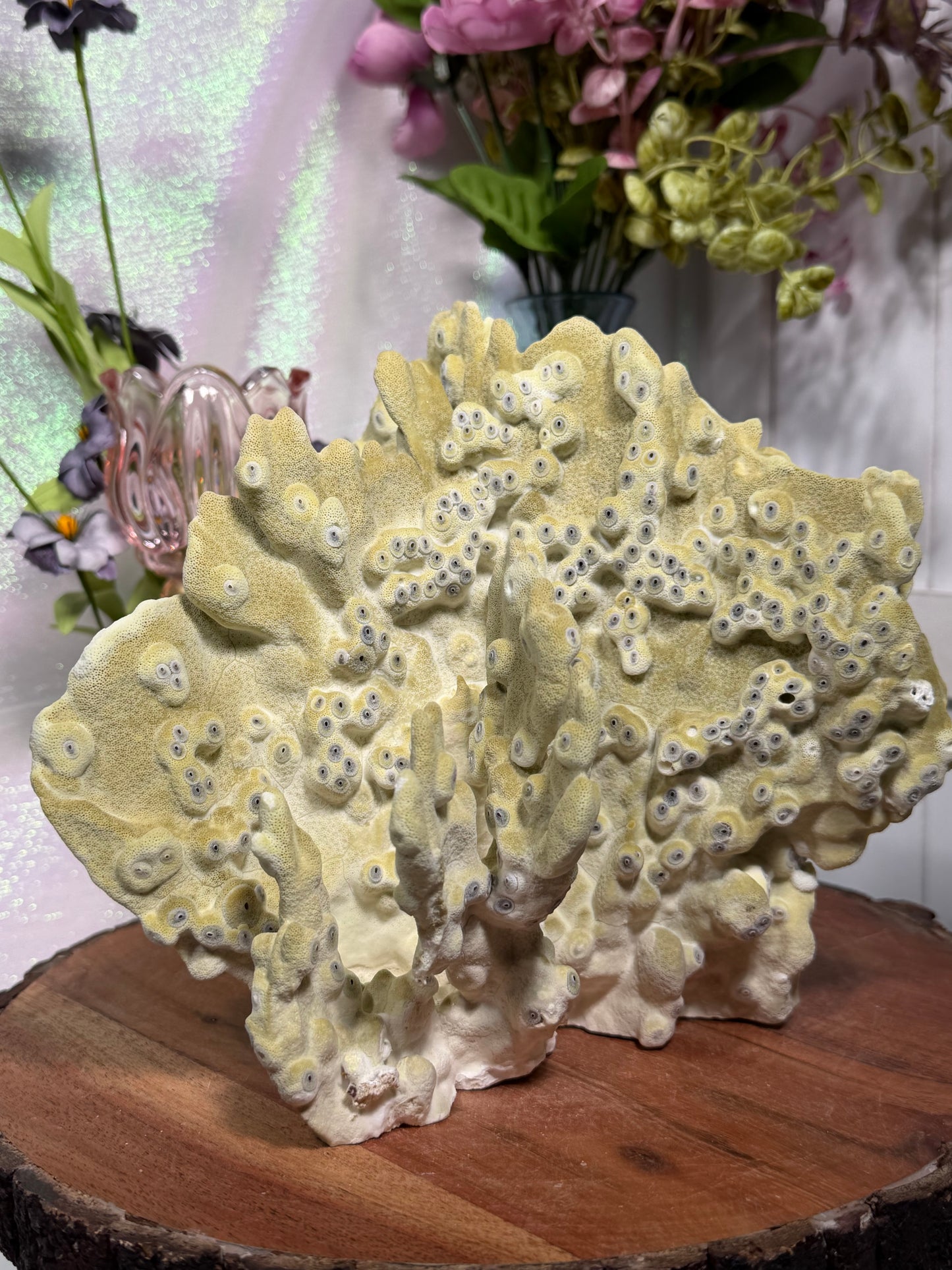 Fire Fossil Coral from the Philippines