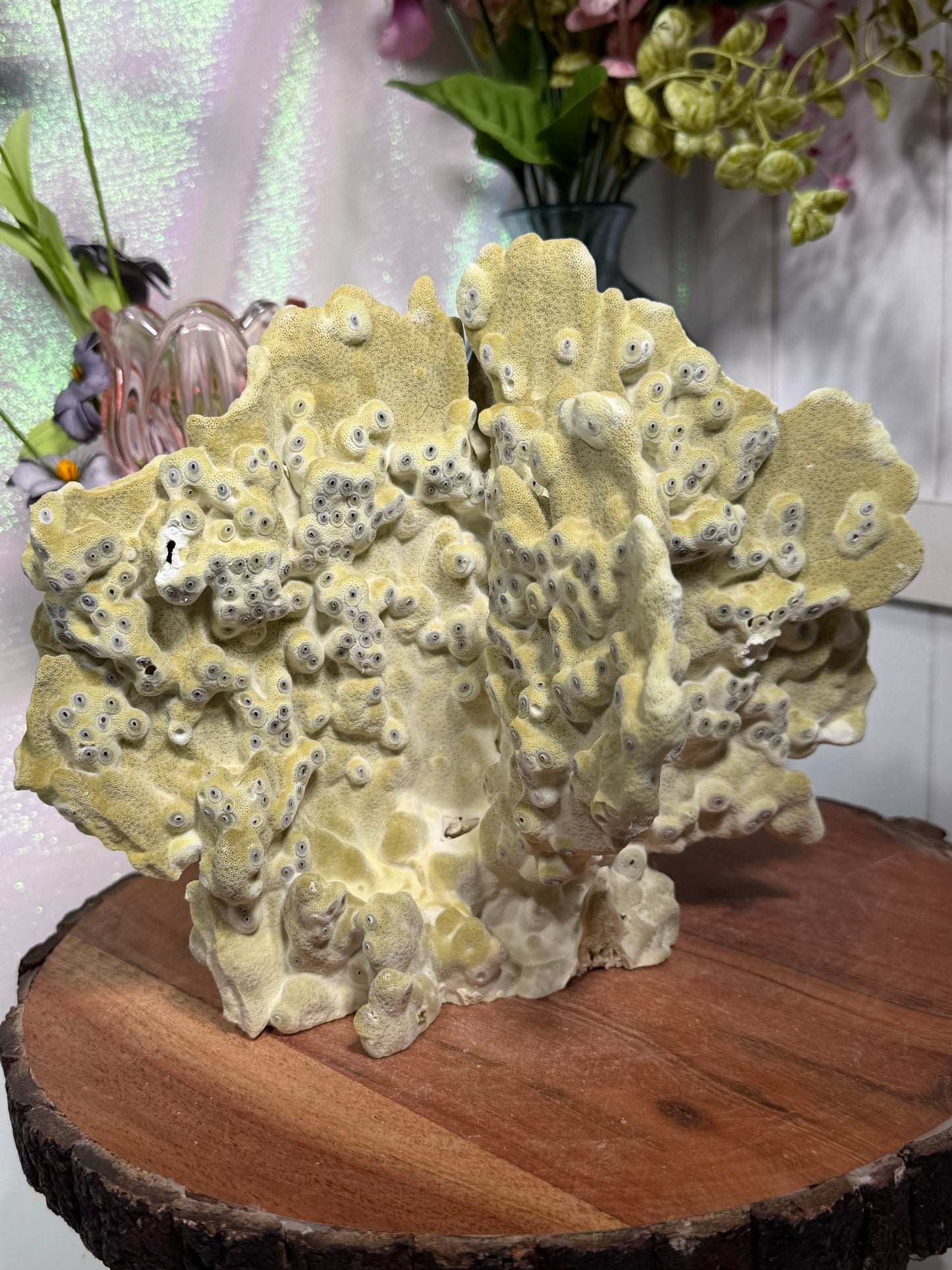 Fire Fossil Coral from the Philippines
