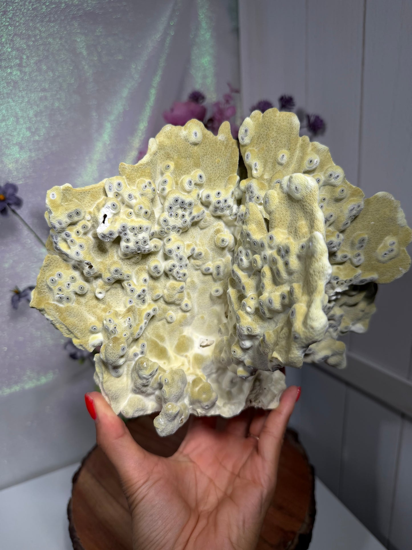 Fire Fossil Coral from the Philippines