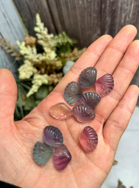 Mini Rainbow Fluorite Sea Shells